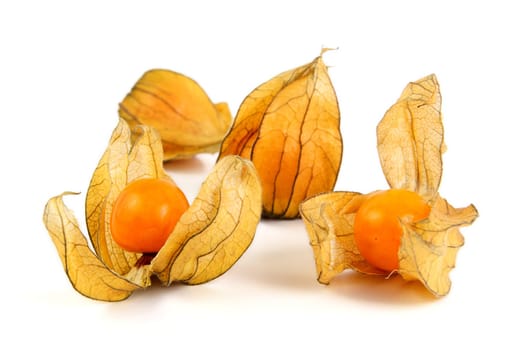Physalis