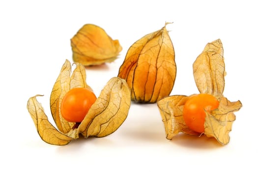 Physalis