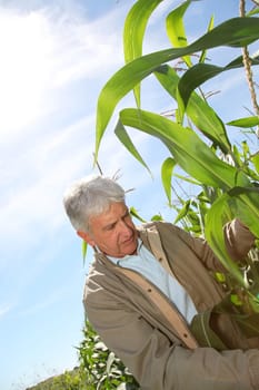 Agronomist analysing corn field