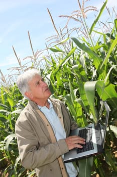 Agronomist in corn field with laptop computer