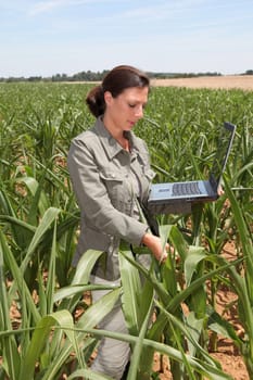 Agronomist in corn field