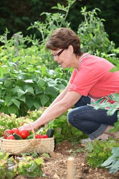 Senior woman picking vegetables in kitchen garden