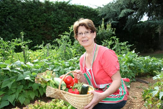 Senior woman picking vegetables in kitchen garden