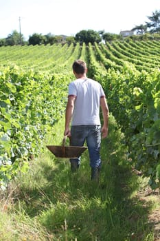 Winegrower in vine rows