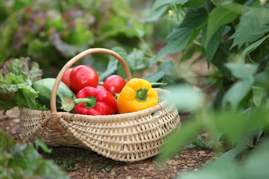 Closeup of basket of fresh vegetables