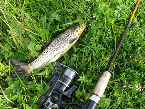 Closeup of trout fish and fishing rod