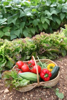 Closeup of basket of fresh vegetables