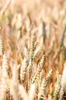 Wheat field