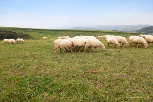 Sheeps in basque country landscape