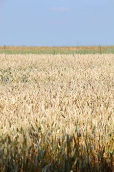 Wheat field
