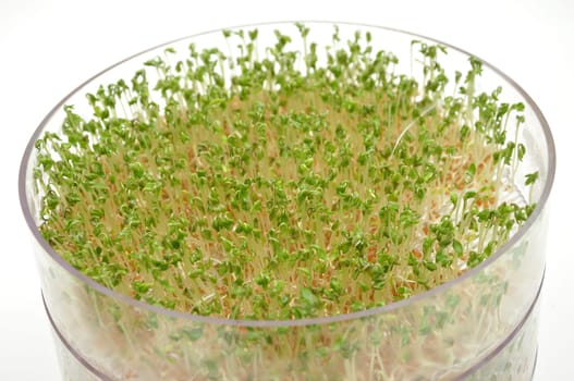Sprouts in germination tray