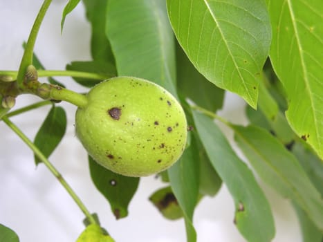 Single unripe walnut on the tree