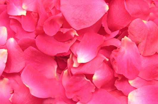 Petals of pink roses as background