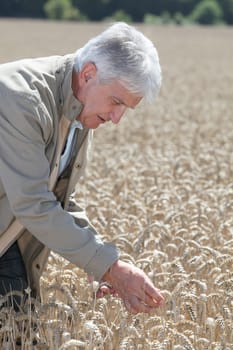Agronomist working in wheat field in summer season