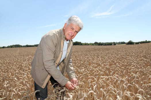 Agronomist working in wheat field in summer season