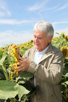 Agronomist analysing sunflowers