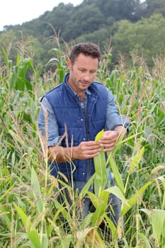Agronomist analysing cereals in corn field