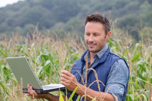 Agronomist analysing cereals with laptop computer