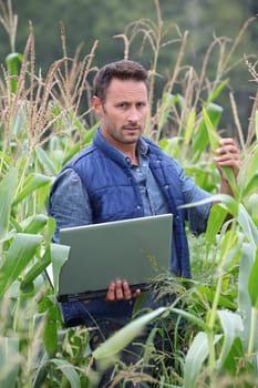 Agronomist analysing cereals with laptop computer