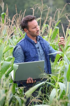 Agronomist analysing cereals with laptop computer