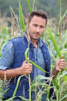 Agronomist analysing cereals in corn field