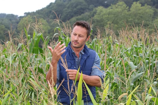 Agronomist analysing cereals in corn field
