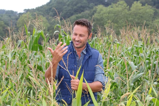 Agronomist analysing cereals in corn field