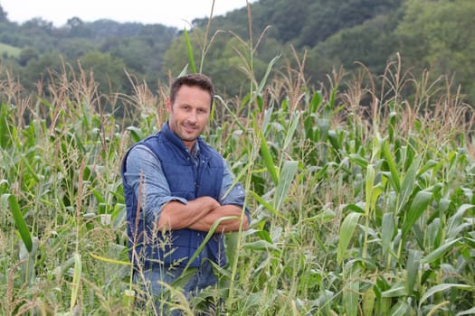 Agronomist analysing cereals in corn field