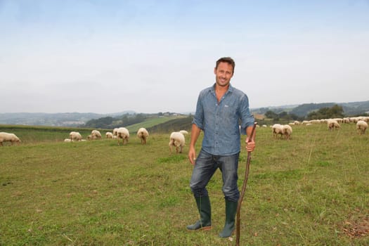 Shepherd standing in green field with sheeps