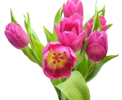 Pink Tulips