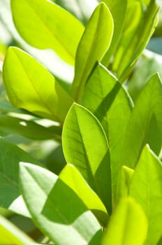 flora