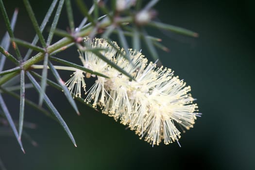 Juniper-leaved acacia
