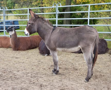 donkey