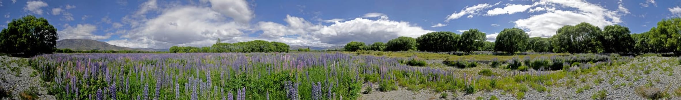 Lupine River Landscape