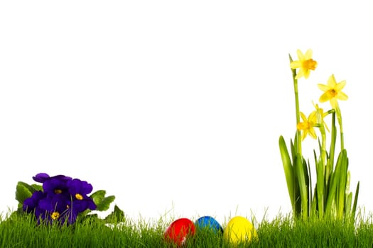 Primrose daffodil and Easter eggs in grass