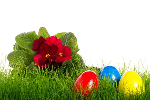 Red Primrose with Easter Eggs in Grass