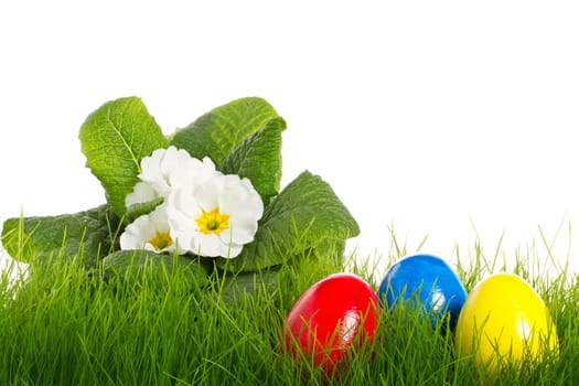 White Primrose with Easter Eggs in Grass