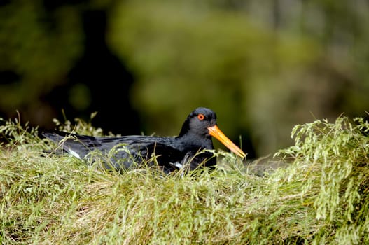 Oystercatcher