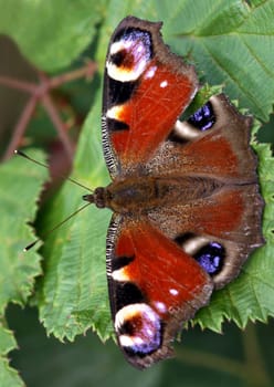 Peacock