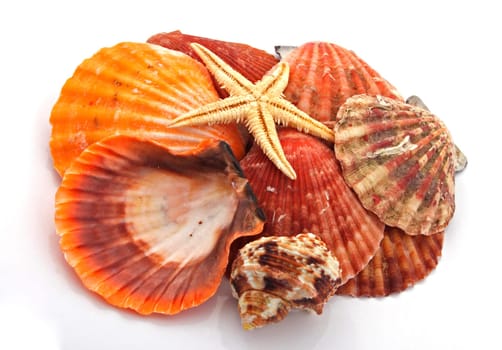 Star fish and sea shells over a white background.