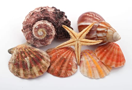 Star fish and sea shells over a white background.