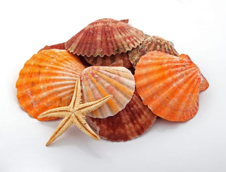 Star fish and sea shells over a white background.