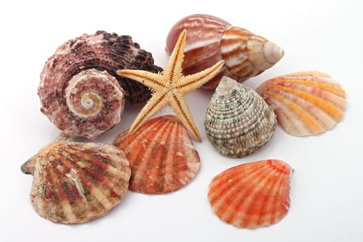 Star fish and sea shells over a white background.