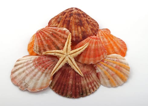 Star fish and sea shells over a white background.