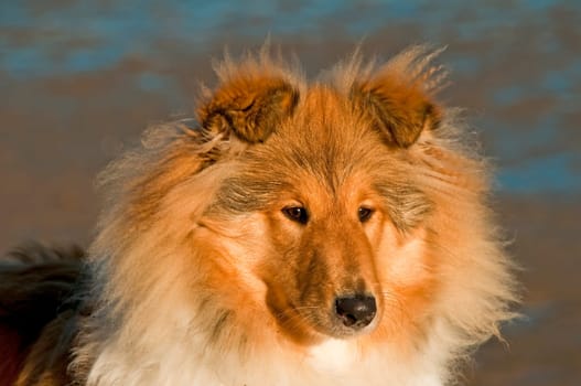 Collie