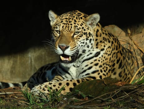 Jaguar