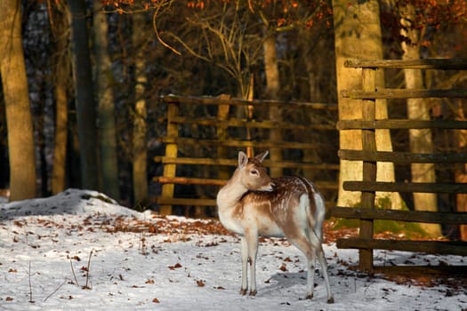 Fallow deer.........