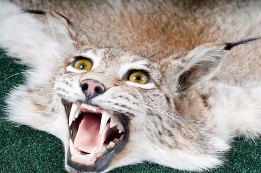 Stuffed lynx