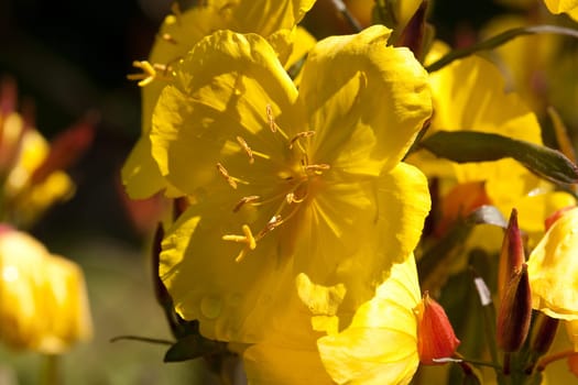 Evening primrose