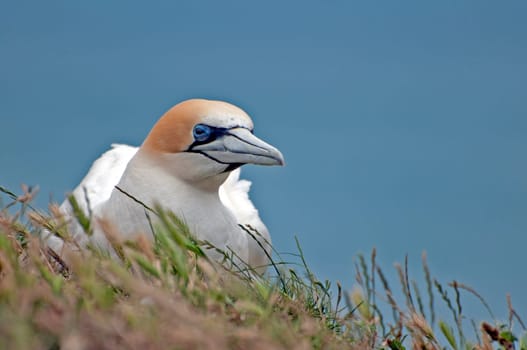 Austral Booby II